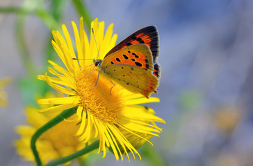 Common Blue (Polyomathus icarus) butterfly
