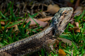 Australian Water Dragon