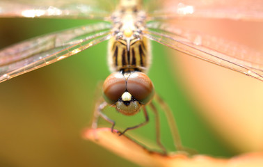 Macro Dragonfly.