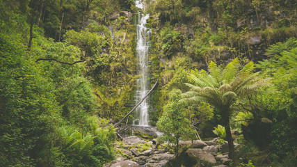Erskine Falls Wasserfall im Otway Nationalpark, Great Ocean Road in Australien
