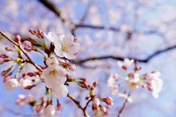 桜の花
