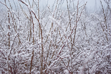 Bush covered with the first snow. Autumn-winter