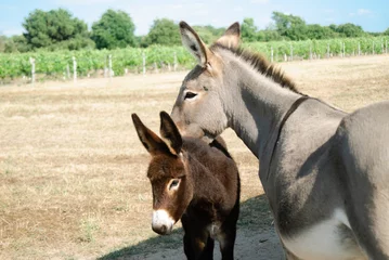 Keuken foto achterwand Ezel moeder en baby-ezel kijken naar de camera in de Poitou-charente in Frankrijk
