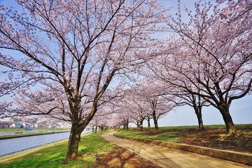 Obraz premium 桜並木