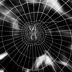 spider - black and white