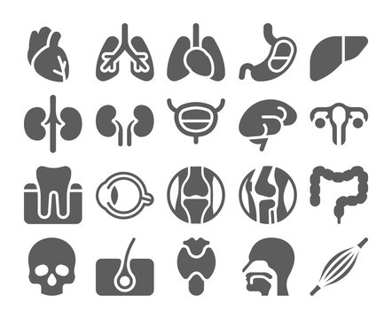 Human organs black icons set