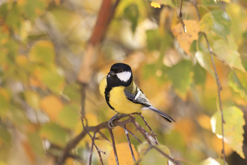 tit sitting on a branch with yellow leaves in autumn Park