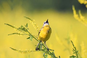 a bird sings on a bright yellow flowered meadow