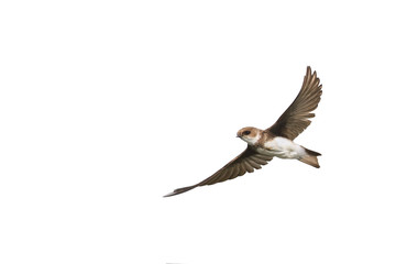  swallows in flight with outspread wings on white isolated background