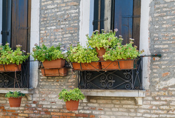 Naklejka na ściany i meble Facades Venice, flowers outside the window