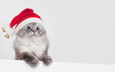 Katze mit Weihnachtsmütze vor weißem Hintergrund