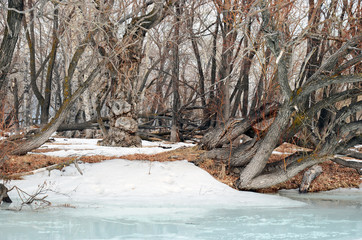 Grove with the oldest relic poplars on the banks of the river