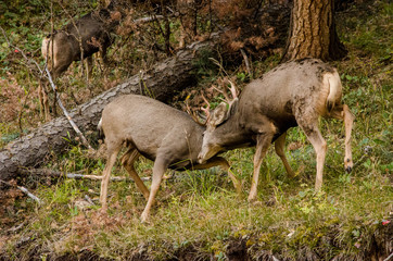 Fighting deer