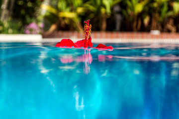 red flower on the surface of pool