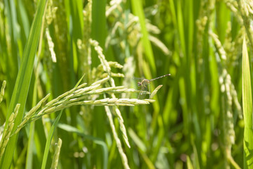 the Green rice in the field rice background, thailand harvest.