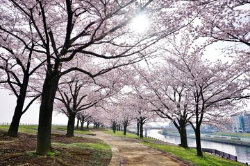 桜咲く道