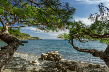 Fototapeta na wymiar cedar on the sea shore 