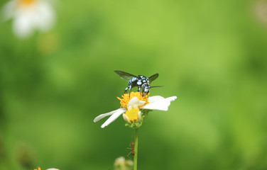 Blue bee on flower