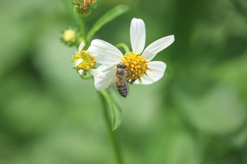 Obraz premium Bee on flower