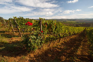 Fototapeta na wymiar Chianti vineyard landscape in autumn with roses, Tuscany, Italy