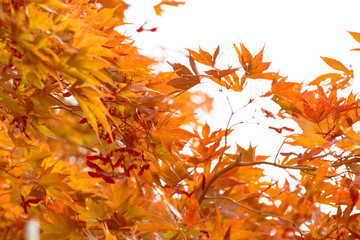 黄色く色づいた紅葉の葉 / 北海道