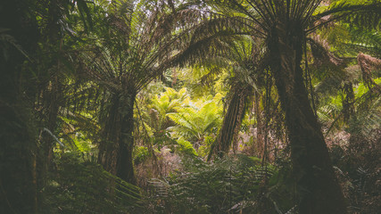 Maits Rainforest Trail an der Great Ocean Road in Victoria, Australien