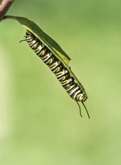 Monarch butterfly caterpillar feeding on garden milkweed. Natural green background with copy space.