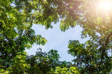 green birch leaves shining in the sun on blue sky