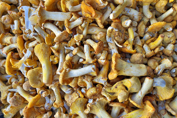 Chanterelles background.