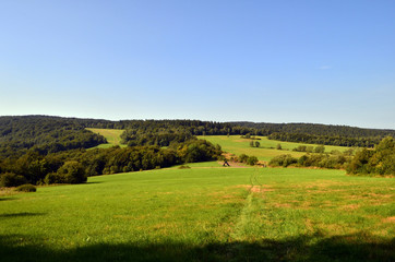 łąka © wedrownik52