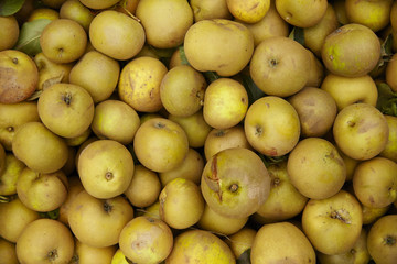 A whole page of picked yellow cooking apple background texture