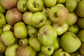 A whole crate of picked cooking apples background texture