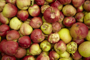 A whole crate of picked red cooking apples background texture