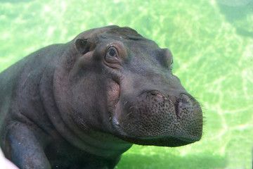 Fototapeta na wymiar hippopotame