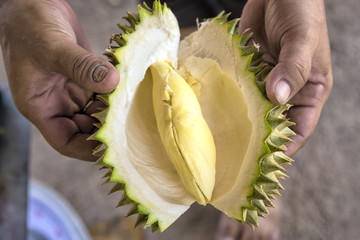 Peeling durian by merchant hand, Holding peeled durian with both hand.