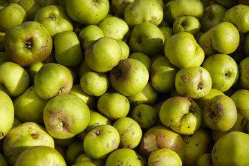 A whole page of freshly picked cooking apple background texture