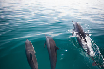Swiming Free