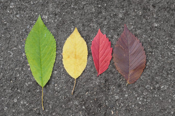 Colorful autumn leaves