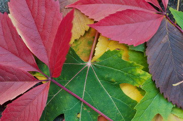 Colorful autumn leaves