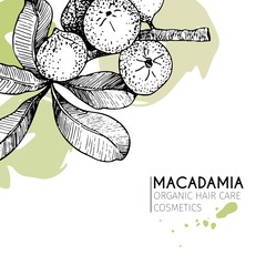 Vector set of hair care ingredients. Organic hand drawn elements. Macadamia branch.