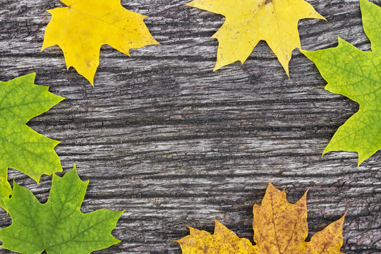 Fallen maple leaves on old wooden table. Autumn background. Vintage concept. Back to school.