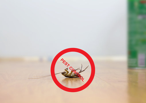 pest control word on cockroach, elimination house disease