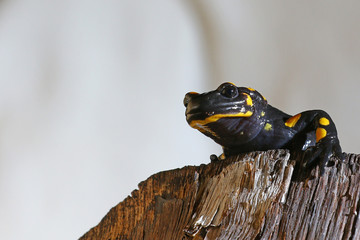 Nocturnal  amphibian, a salamander, on a log