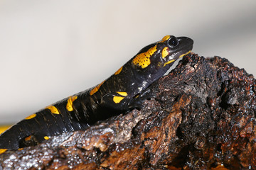 Nocturnal  amphibian, a salamander, on a log