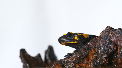 Nocturnal  amphibian, a salamander, on a log