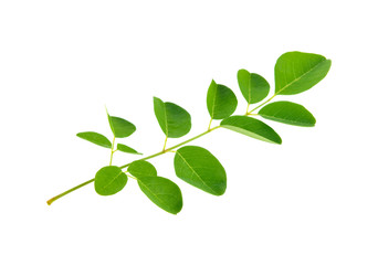 Moringa leaves on white background