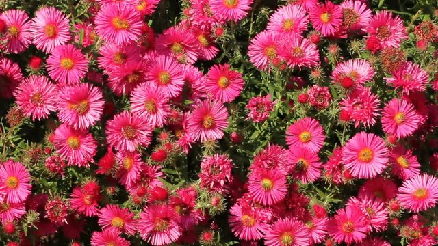 Flowering asters in a garden