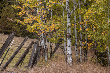 Autumn leaves on birch trees.