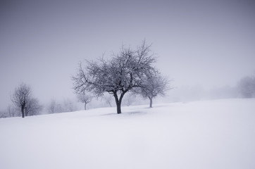 Fototapeta na wymiar minimal winter landscape with tree and snow