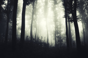 dark forest fantasy background